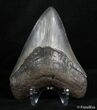 Inch Serrated Georgia Megalodon Tooth #2997-2